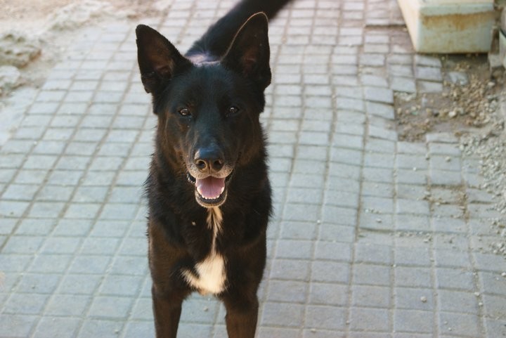 Hez - Dog